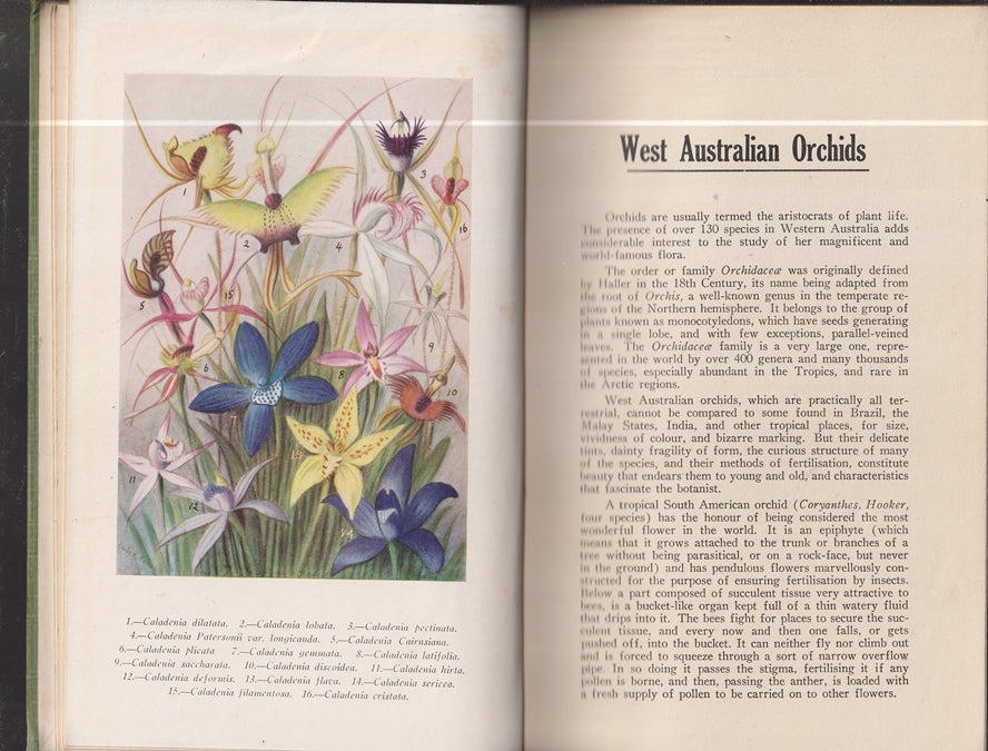 West Australian Orchids