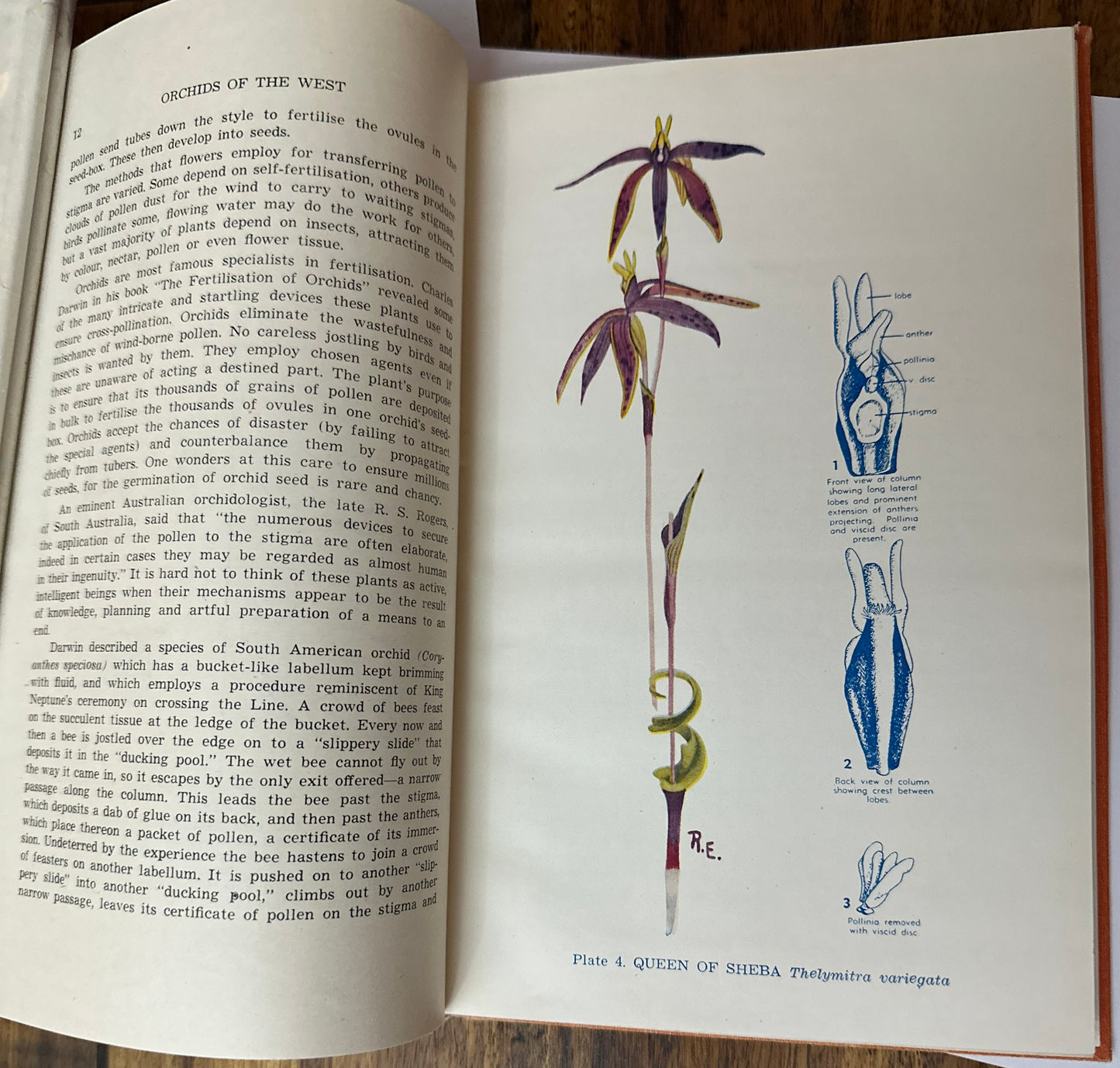 Orchids of the West